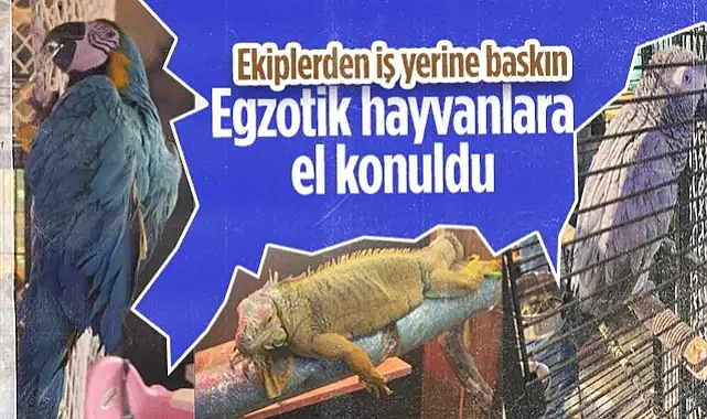Samsun'da Kaçak Egzotik Hayvan Operasyonu! İguana ve Papağanlara El Konuldu...