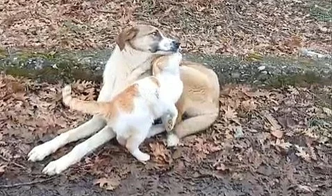 Samsun'da Kedi ve Köpeğin Gülümseten Dostluğu