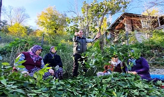 Samsun’da Orman Köylüsüne Milyonluk Gelir: Defne ve Trüf Mantarı Kazandırıyor