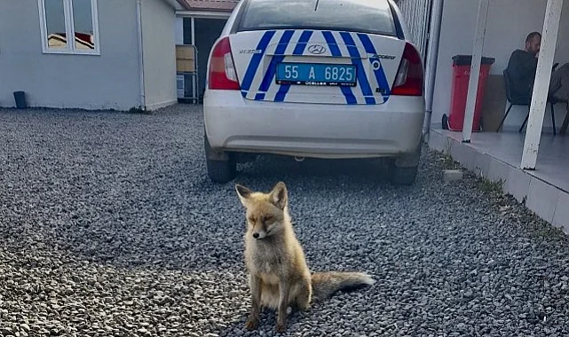 Samsun'da Polislerin Şefkati Bitkin Tilkiyi Hayata Döndürdü
