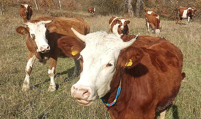 Samsun'da Şapla Mücadelede Kritik Dönem Başladı