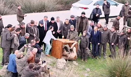 Samsun'da Yaralı Pelikanlar Tedavilerinin Ardından Doğaya Salındı