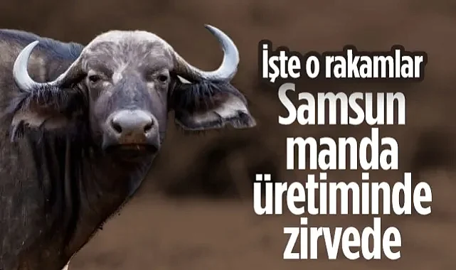 Samsun Manda Üretiminde Türkiye'nin Zirvesinde Yer Aldı! İşte O Rakamlar...