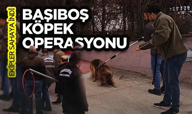 Samsun'da Başıboş Köpek Operasyonu: Ekipler Sahaya İndi