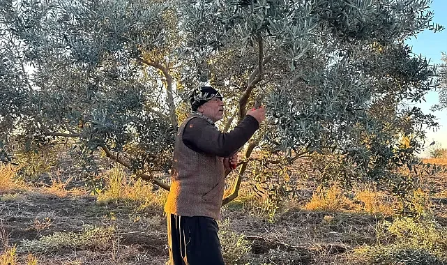 19 Mayıs'ta Zeytin ve Ceviz Bahçelerinde Budama Mesaisi
