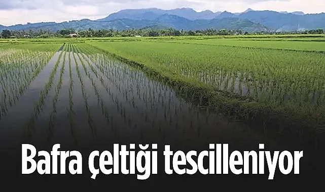 AK Parti Samsun Milletvekili Orhan Kırcalı Müjdeyi Verdi: Bafra Çeltiği 2,5 Ay İçinde Tescilleniyor