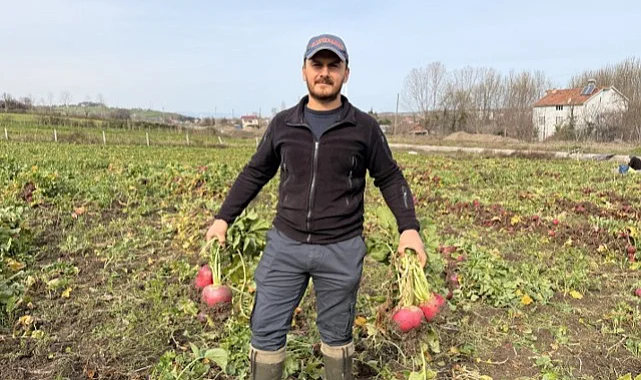Alaçam'da Bedeş Turpu Hasadı Devam Ediyor