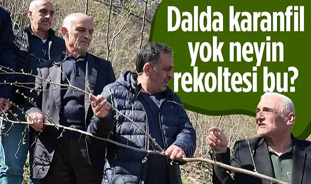 Ayvacık Ziraat Odası Başkanı Erdal Avcı'dan Tepki: Dalda Karanfil Yok Neyin Rekoltesi Bu?