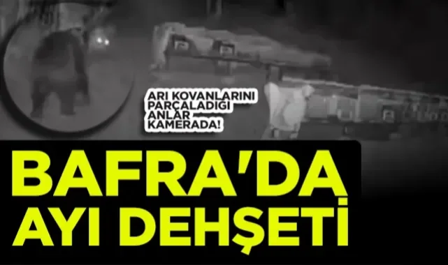 Bafra'da Arı Kovanlarına Ayı Baskını: O Anlar Kamerada