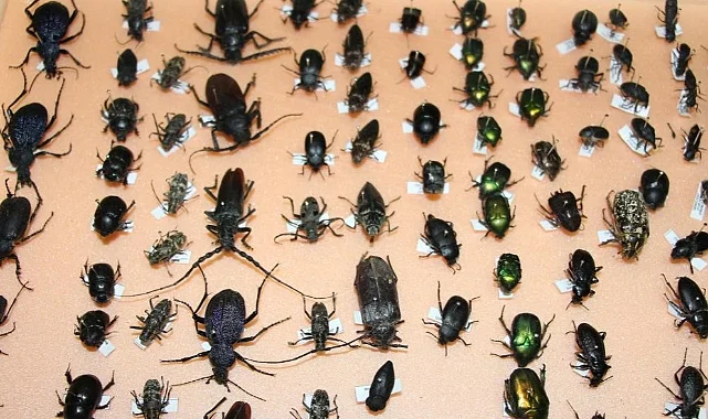 Böcekler Cinayetleri Aydınlatıyor: OMÜ'den Adli Entomoloji Açıklaması