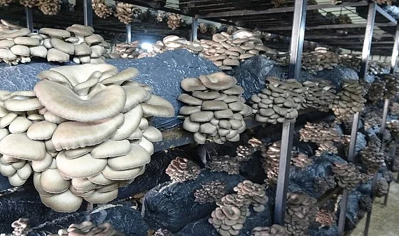 Çarşamba'da İstiridye Mantarı Atılımı: TKDK Desteğiyle Yıllık 84 Ton Üretim