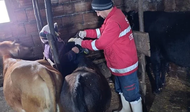 Çarşamba'da Şap ve Brusella Aşılama Seferberliği Sürüyor