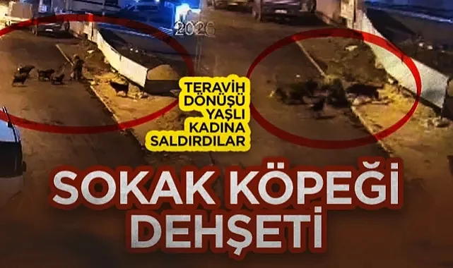 İlkadım'da Korku Dolu Dakikalar: Teravih Çıkışı Köpek Saldırısına Uğrayan Yaşlı Kadın Yaralandı