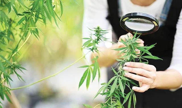 Kenevir Üretiminde Kota Dönemi Başladı: 21 İlde Yeni Model