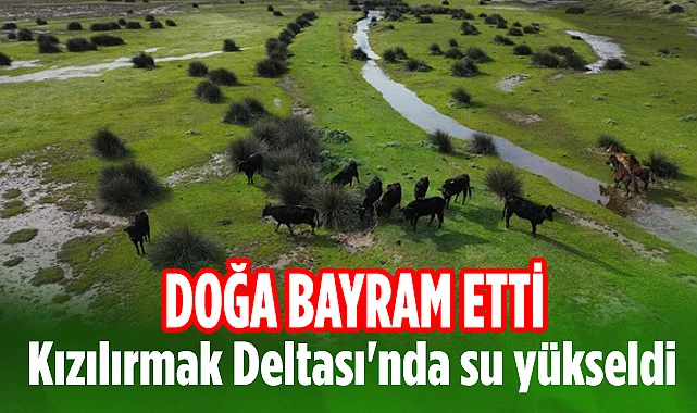 Kızılırmak Deltası Artan Su Seviyesiyle Yeniden Canlandı