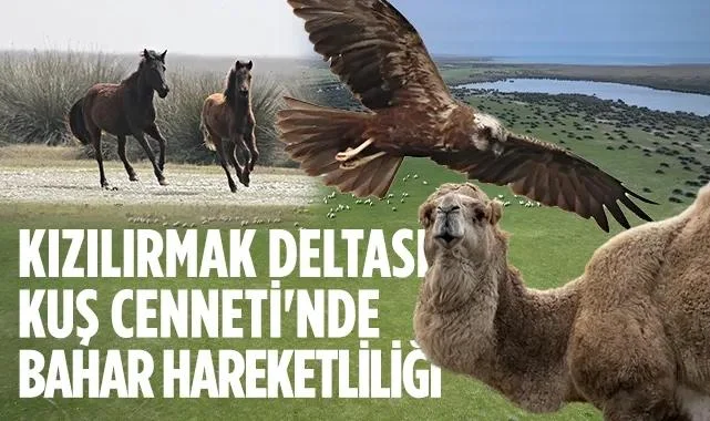 Kızılırmak Deltası Kuş Cenneti'nde Bahar Hareketliliği Başladı