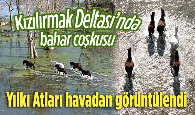 Kızılırmak Deltası'nda Yılkı Atları Dronla Görüntülendi: Samsun'da Görsel Şölen