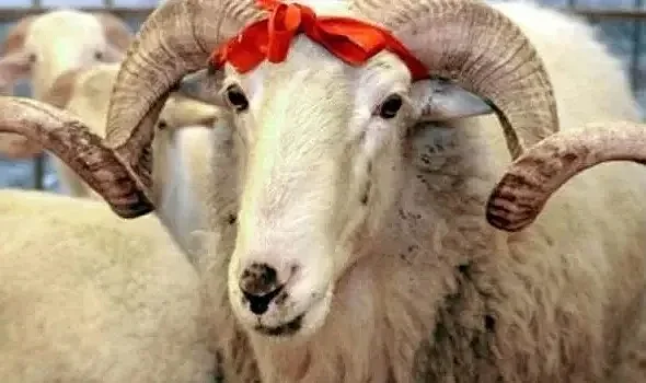 Kurban İbadetinin Toplumsal ve Manevi Fonksiyonları