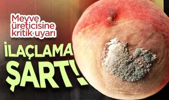 Samsun’da Meyve Üreticisine Kritik Uyarı: Çiçek Monilyası Kapıda, İlaçlama Şart!