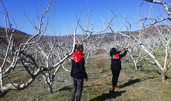 Samsun İl Tarım’dan Meyve Üreticilerine Hayati Uyar'dan Bordo Bulamacı Uyarısı