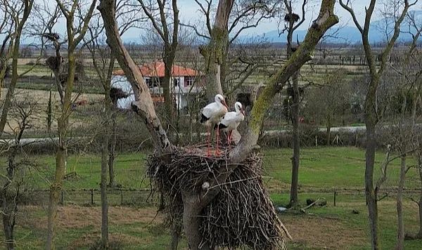 Samsun Kızılırmak Deltası’nda Bahar Mesaisi: Leylek TOKİ Sakinlerine Kavuşuyor