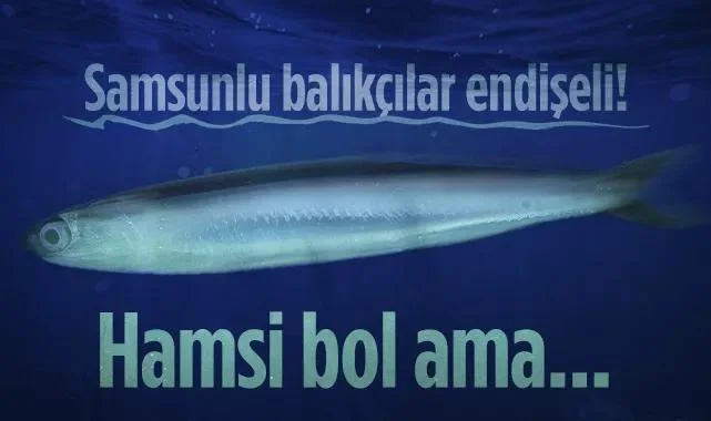 Samsunlu Balıkçılar Endişeli! Hamsi Bol Ama...