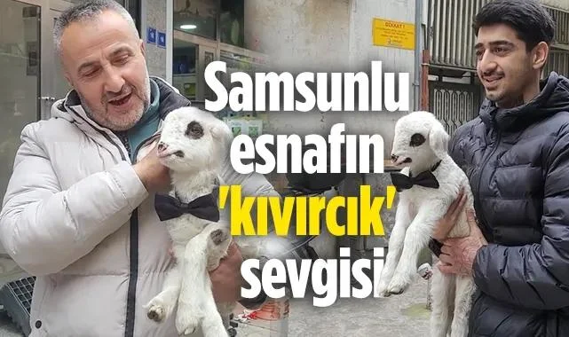 Samsunlu Esnafın 'Kıvırcık' Sevgisi: Peşinden Bir An Bile Ayrılmıyor