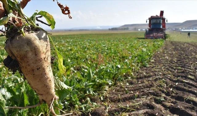 Şeker Pancarında Sözleşmeli Üretim Devri: Yeni Yasa Teklifi Kabul Edildi