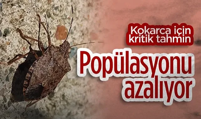 Tarımın Baş Düşmanı Kahverengi Kokarca İçin Kritik Tahmin: Popülasyonu Azalıyor