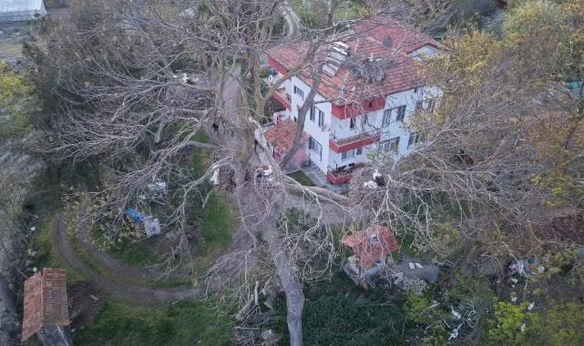 Alaçam'da Habilli Mahallesi'ndeki Leylek Yuvaları Dikkat Çekiyor
