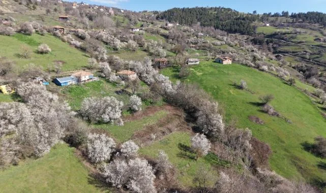 Alaçam Kızlan’da Bahar Güzelliği: Meyve Ağaçları Çiçek Açtı