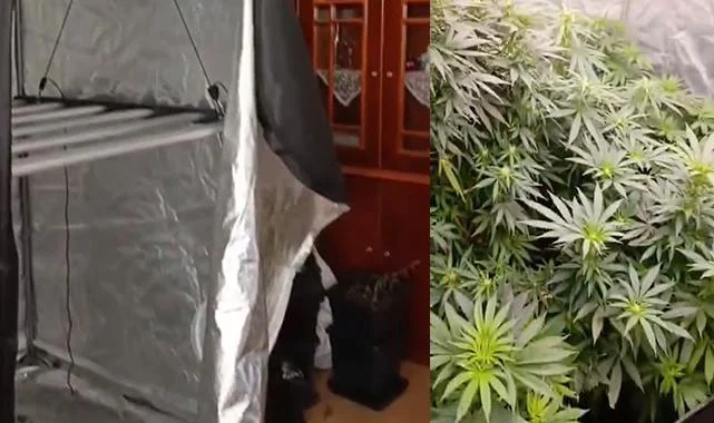Atakum’da Jandarmadan Uyuşturucu Operasyonu: Evde Kenevir Düzeneği