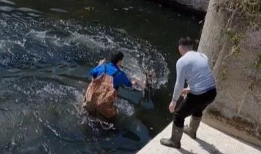Bafra'da Kanala Düşen Karaca Kurtarıldı