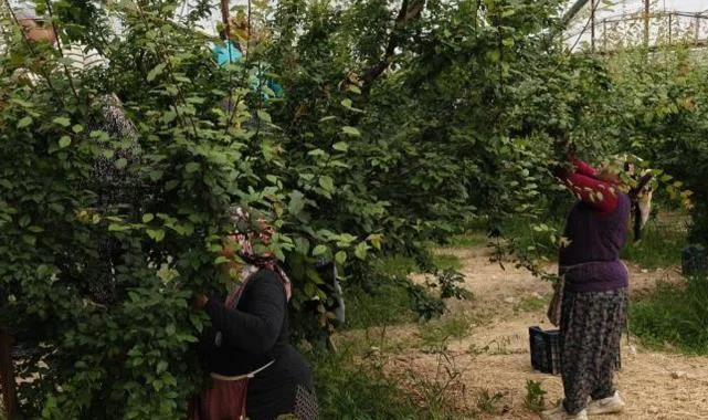 Hasadı Başladı Kilosu 200'e Kadar Düştü