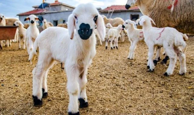 Kırsalda Bereket Projesi Başladı: 150 Bin Küçükbaş ve Faizsiz Kredi
