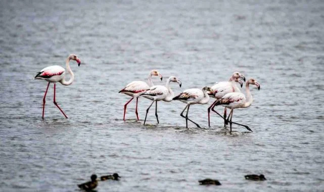Kızılırmak Deltası’nda Bahar Karnavalı: Flamingoların Dansı Büyülüyor