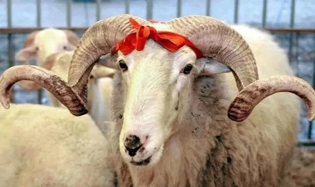 Kurban Bayramı Tatili 9 Gün Olacak Mı?