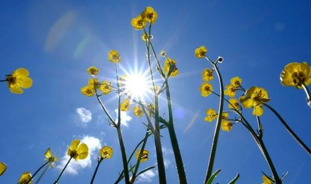Meteoroloji'den Bahar Müjdesi: Sıcaklıklar 8 Derece Artıyor