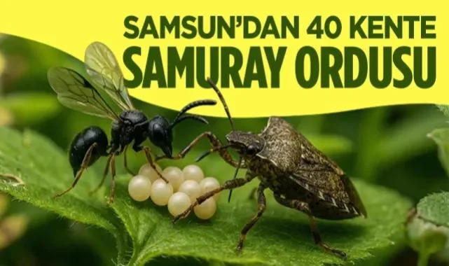Samsun’dan 40 Kente 'Samuray' Ordusu! O Zararlıdan Kurtulmak İçin Düğmeye Basıldı...