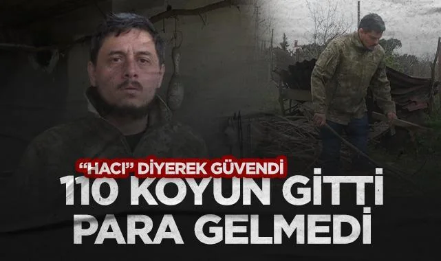 110 Koyun Gitti, Para Gelmedi: Samsunlu Üreticinin 3 Yıllık Hukuk Mücadelesi