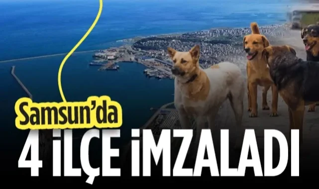 Samsun'da 4 İlçe İmzaladı! Sokak Hayvanları...