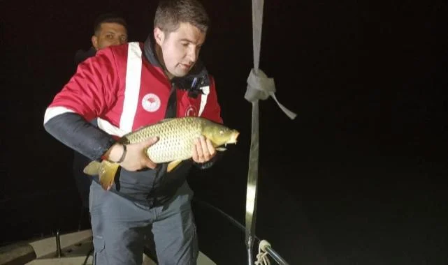 Samsun'da Kaçak Ağlar Toplandı: Sazanlar Suya Salındı