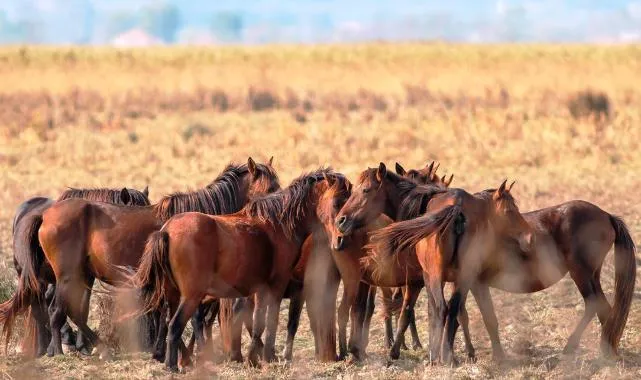 Samsun'da Savcıdan Objektife Yansıyan Yaban Hayatı