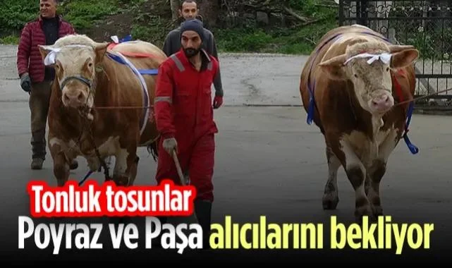 Samsun'da Tonluk Tosunlar Poyraz ve Paşa İçin Servet Değerinde Fiyat!