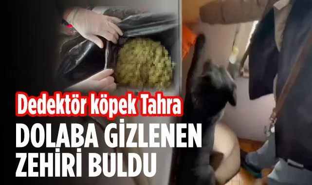 Samsun'da Uyuşturucu Operasyonu: Dedektör Köpek Tahra Dolaba Gizlenen Esrarı Buldu
