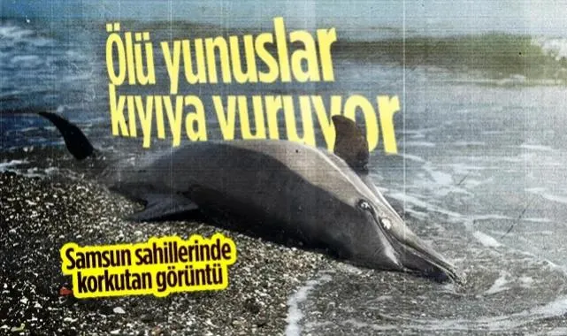 Samsun Sahillerinde Korkutan Görüntü: Ölü Yunuslar Kıyıya Vuruyor