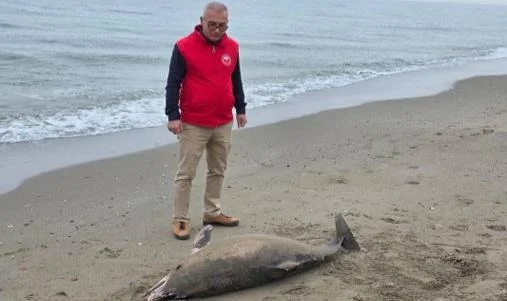 Samsun'un Alaçam İlçesinde Kıyıya Ölü Yunus Vurdu