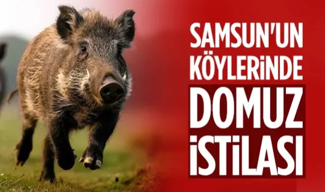 Samsun'un Köylerinde Domuz İstilası