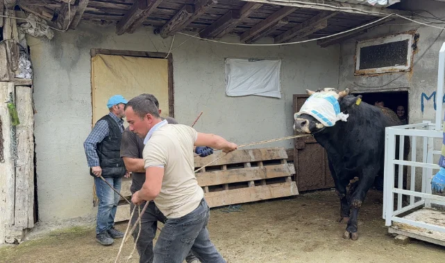 Alaçam Kızlan Yaylası'nda yetişen kurbanlıkların sevkiyatı başladı