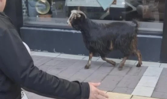 Amasya'da kurbanlık kaçtı, vatandaşlar kovaladı
